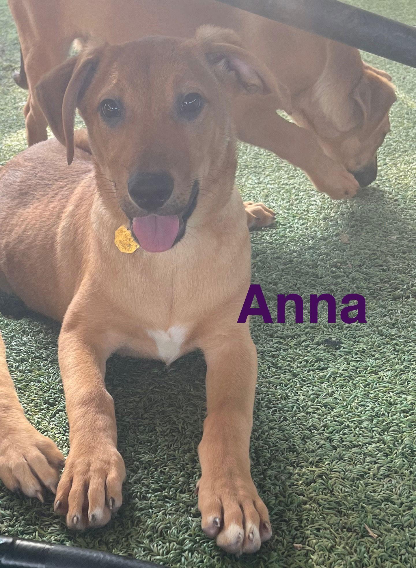 Enlarge Anna, a Adoptable mixed breed in Pipe Creek, TX image 3/3