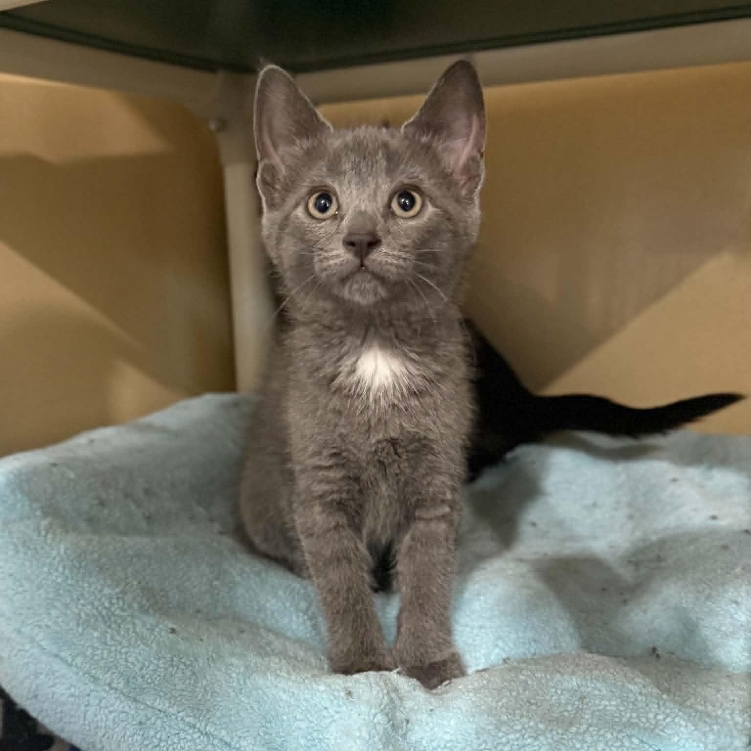 Sicily, a ADOPTABLE mixed breed in Penn Yan, NY image 1/5