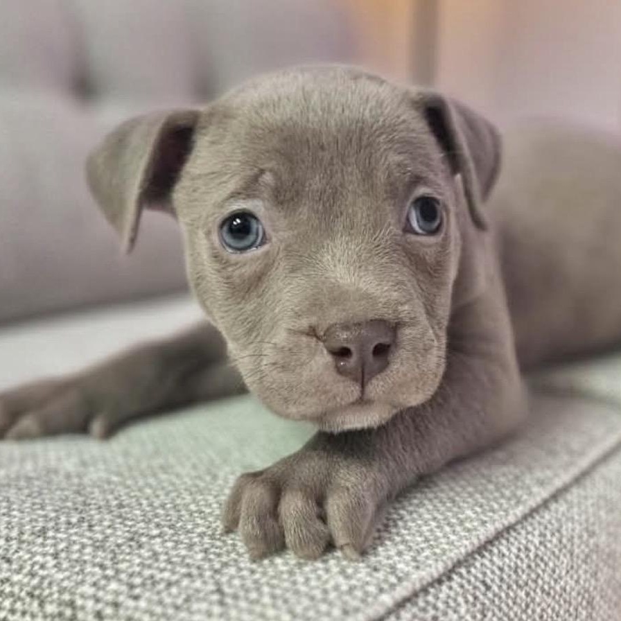 Lincoln , adopted, Puppy Male Pit Bull Terrier & American Staffordshire Terrier.