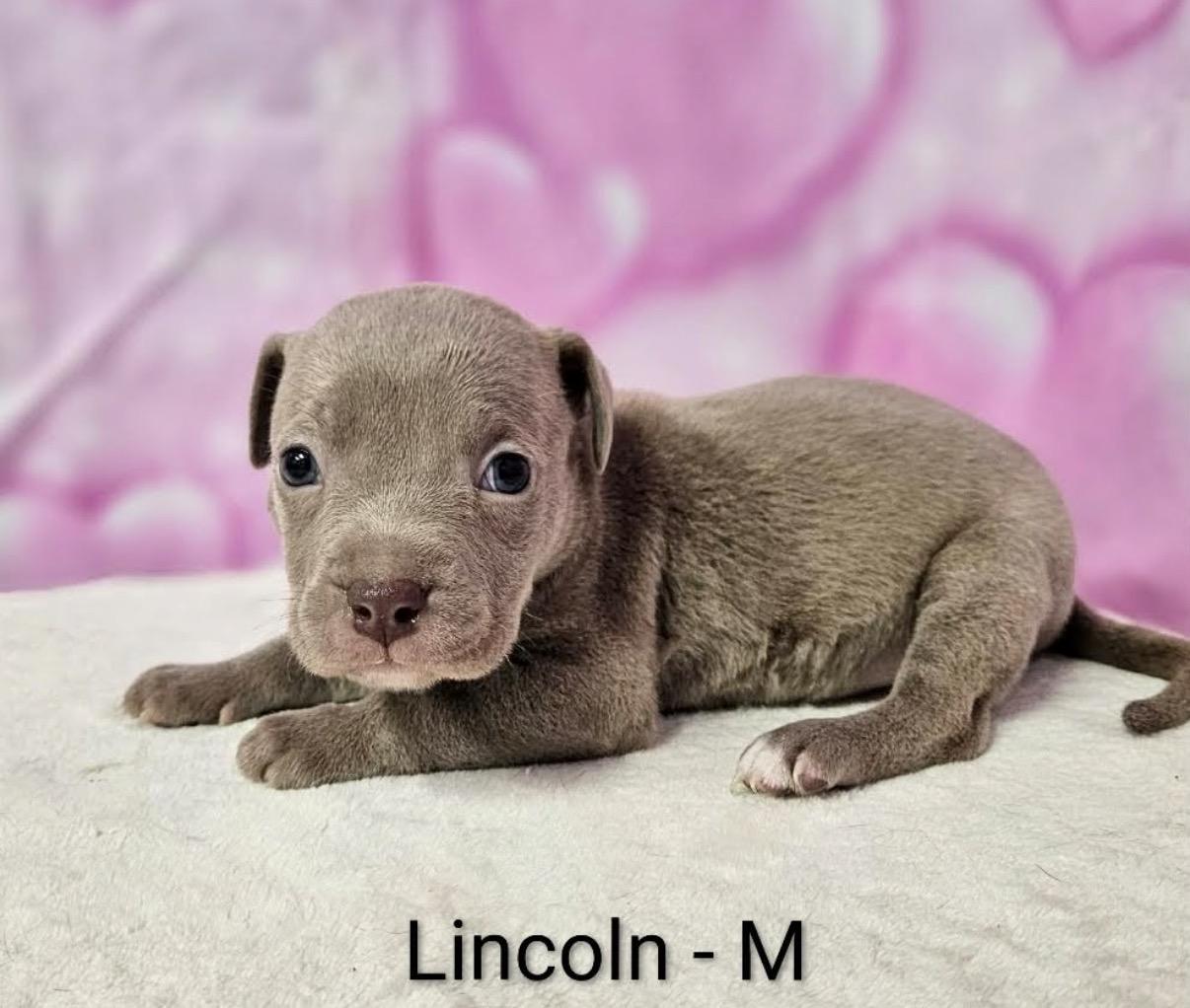 Lincoln , Adoptable, Puppy Male Pit Bull Terrier & American Staffordshire Terrier.