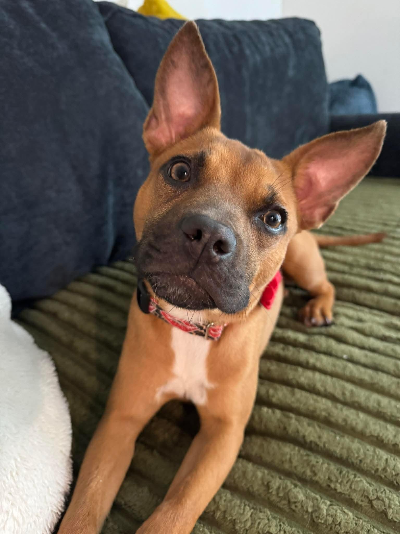 Chrysanthemum, Adoptable, Young Female French Bulldog & American Staffordshire Terrier.