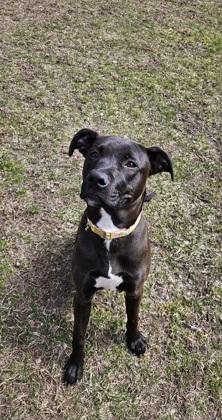 Brooklyn, Adoptable, Adult Female Labrador Retriever & Mixed Breed.
