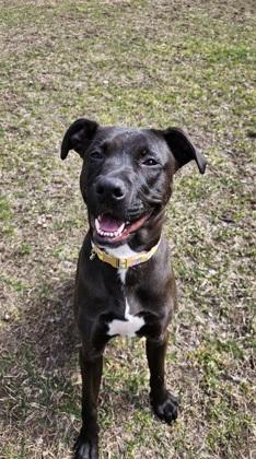 Enlarge Brooklyn, a Adoptable mixed breed in Scotia, NY image 2/3