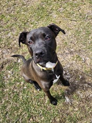 Enlarge Brooklyn, a Adoptable mixed breed in Scotia, NY image 3/3
