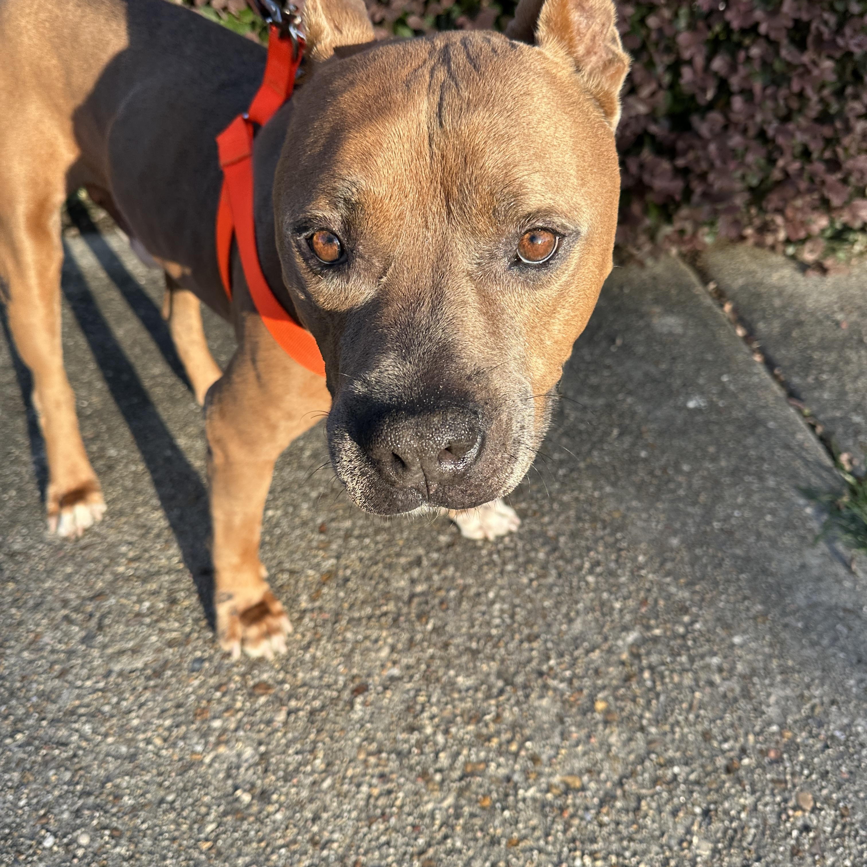 Enlarge Sammy Boy, a Adoptable mixed breed in Metairie, LA image 4/6