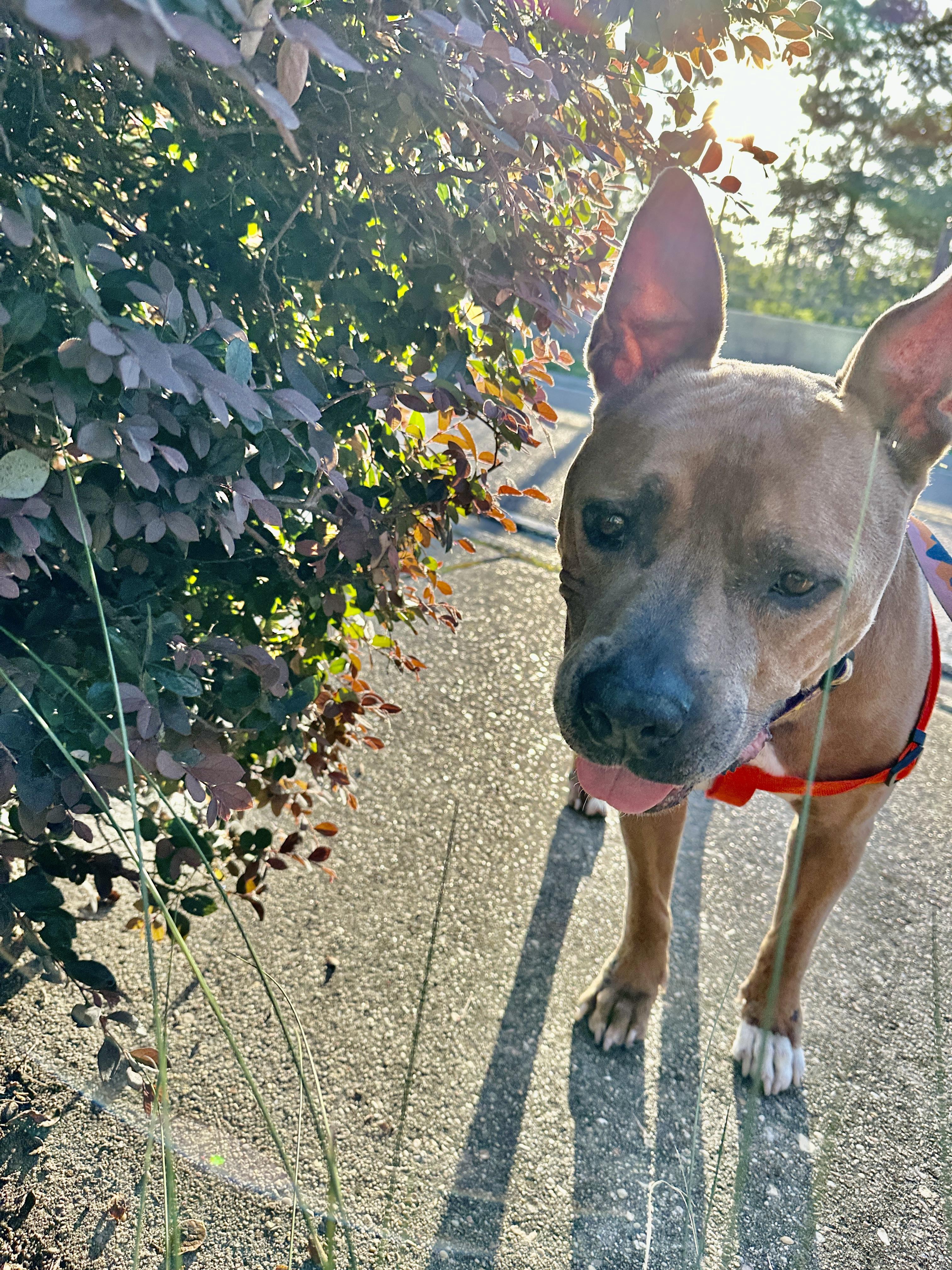 Enlarge Sammy Boy, a Adoptable mixed breed in Metairie, LA image 1/6
