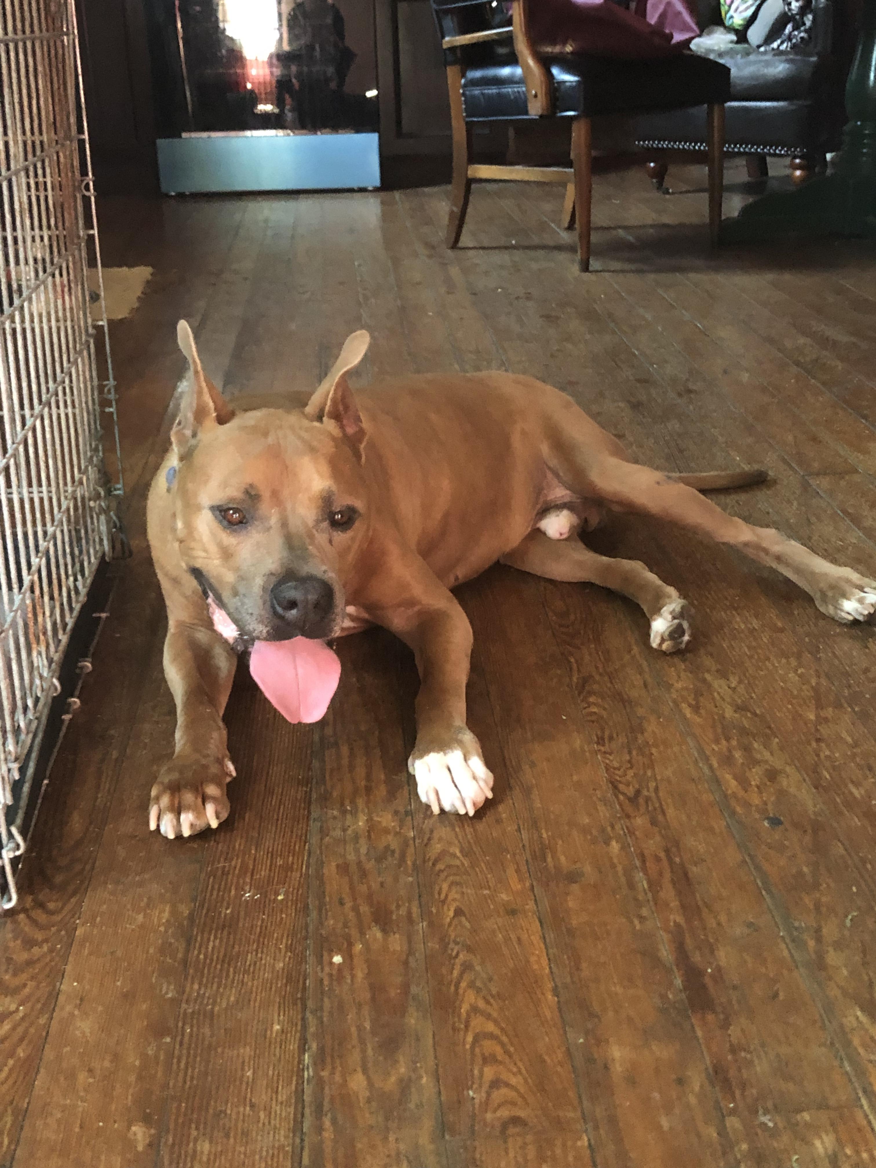 Enlarge Sammy Boy, a Adoptable mixed breed in Metairie, LA image 3/6