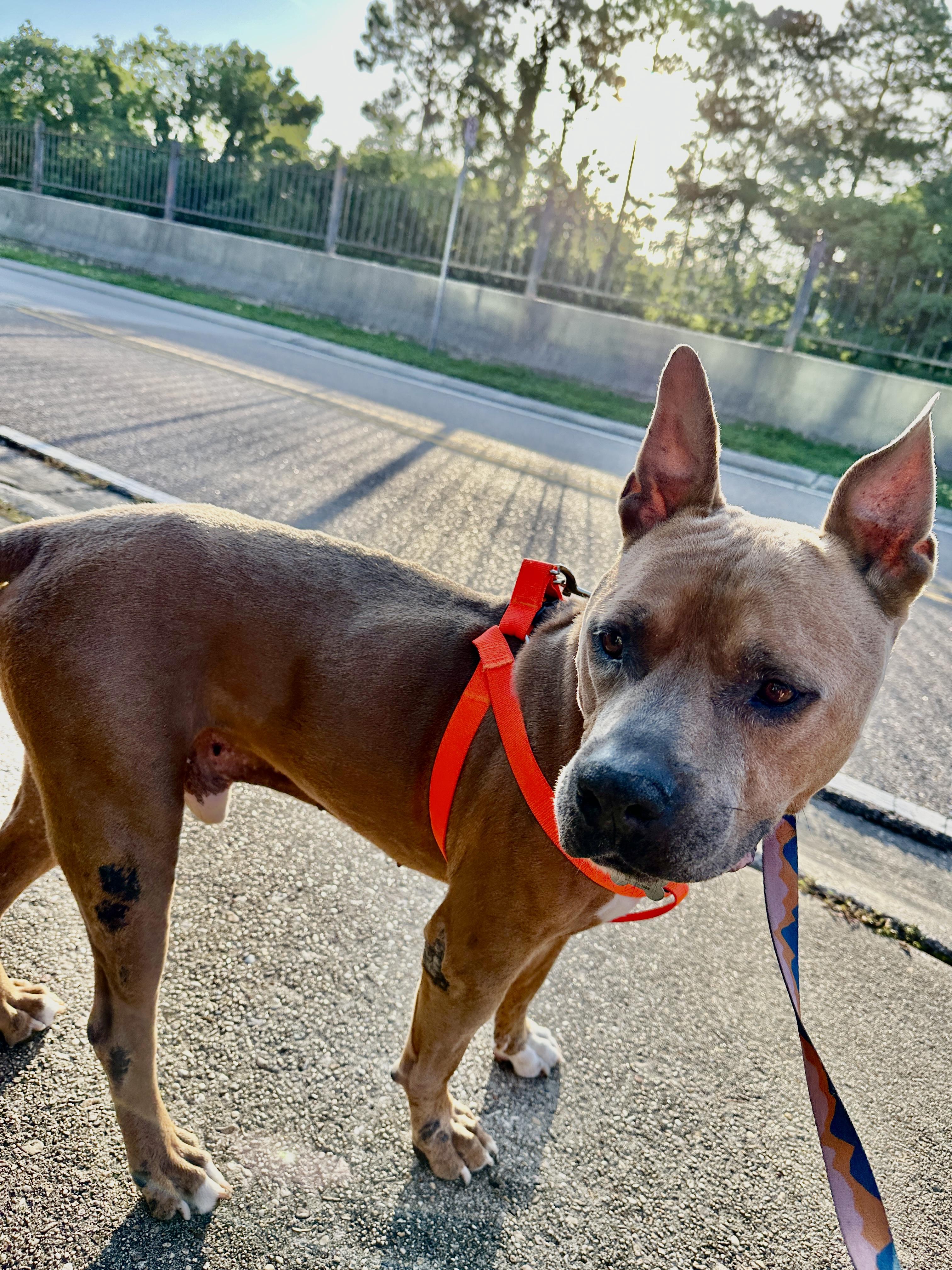 Enlarge Sammy Boy, a Adoptable mixed breed in Metairie, LA image 5/6