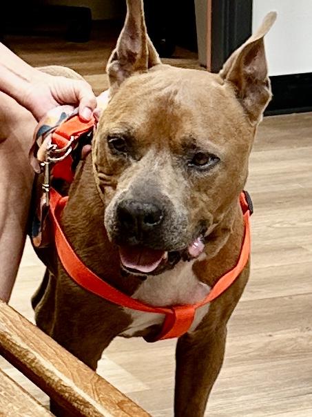 Enlarge Sammy Boy, a Adoptable mixed breed in Metairie, LA image 2/6