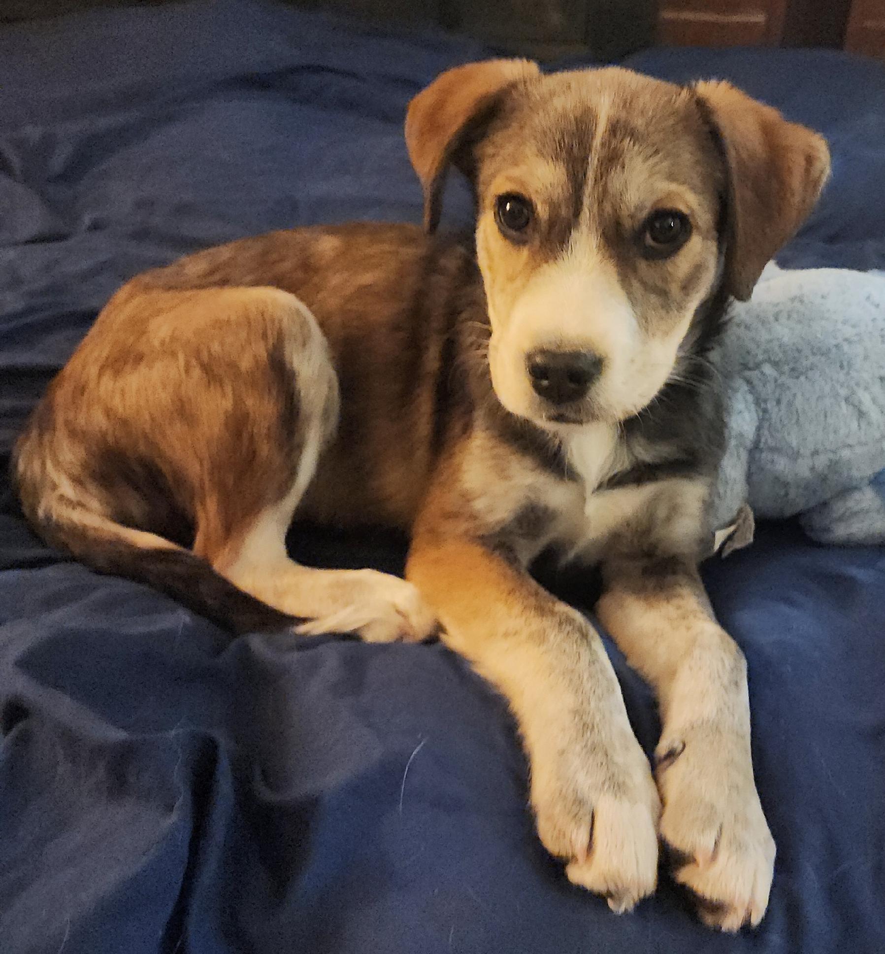 Travis (aka Tazy Bear), a Adoptable mixed breed in Riverton, WY image 3/6