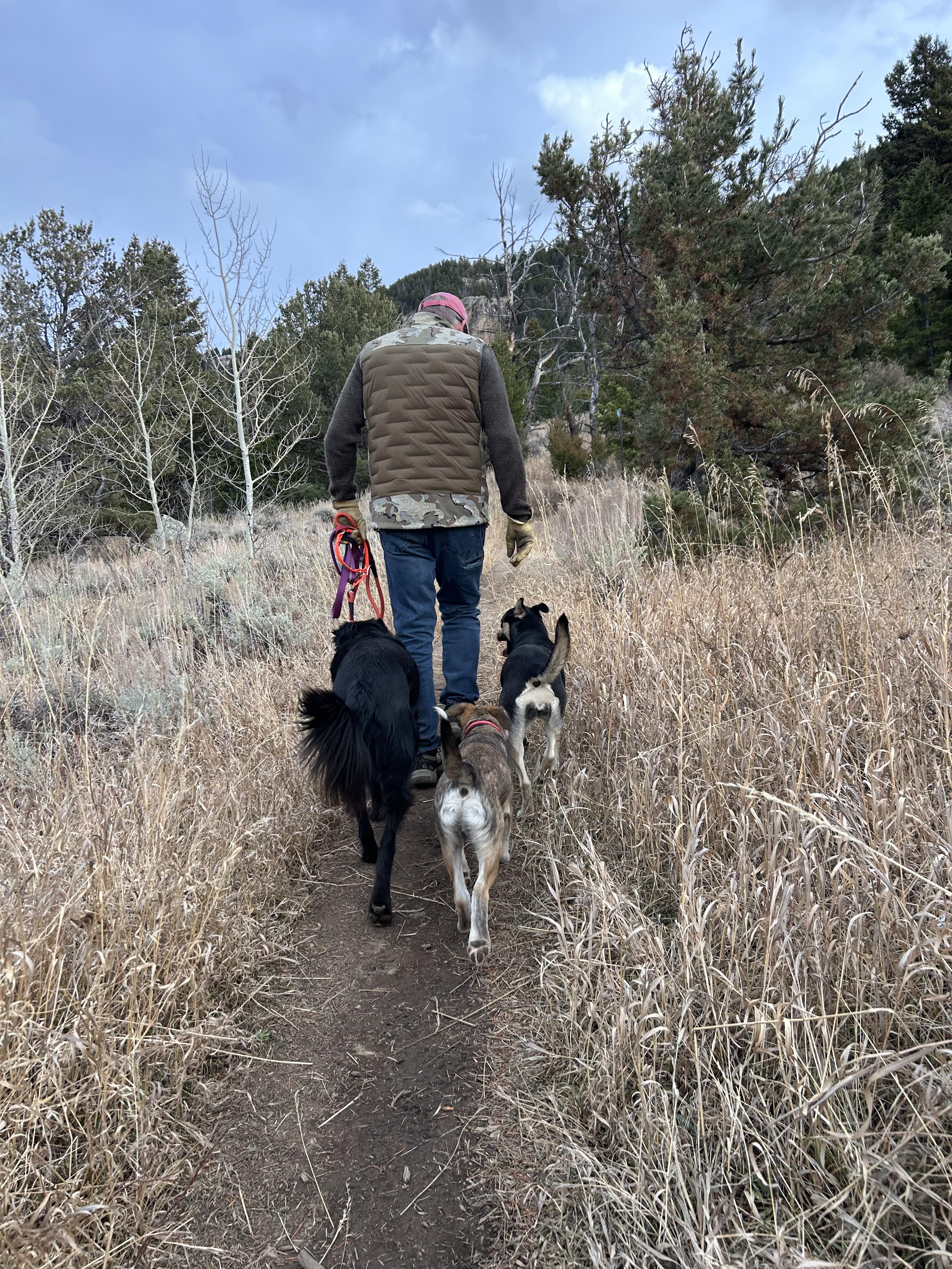 Travis (aka Tazy Bear), a Adoptable mixed breed in Riverton, WY image 6/6