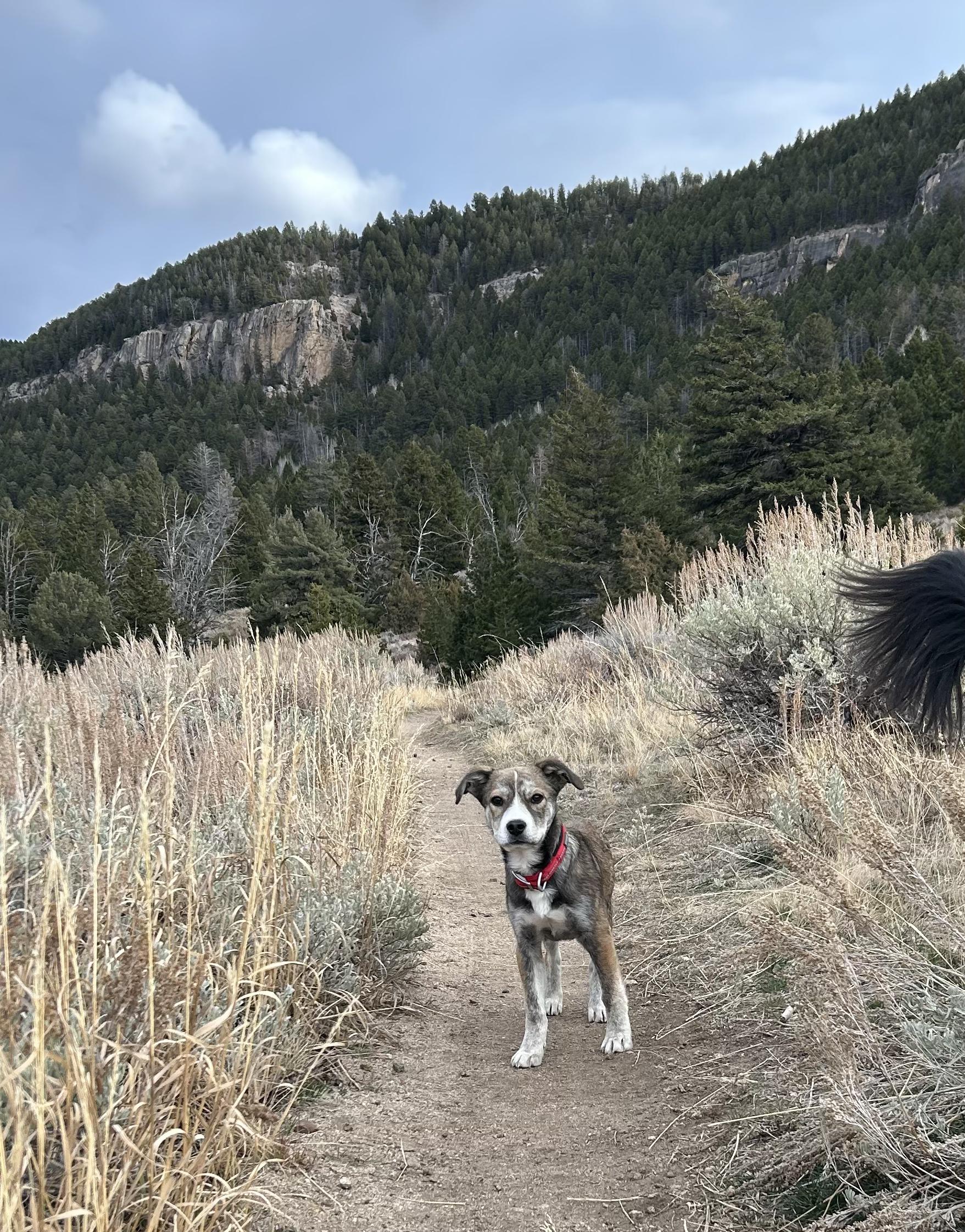 Travis (aka Tazy Bear), a Adoptable mixed breed in Riverton, WY image 5/6