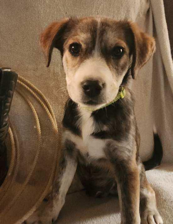 Travis (aka Tazy Bear), a Adoptable mixed breed in Riverton, WY image 2/6