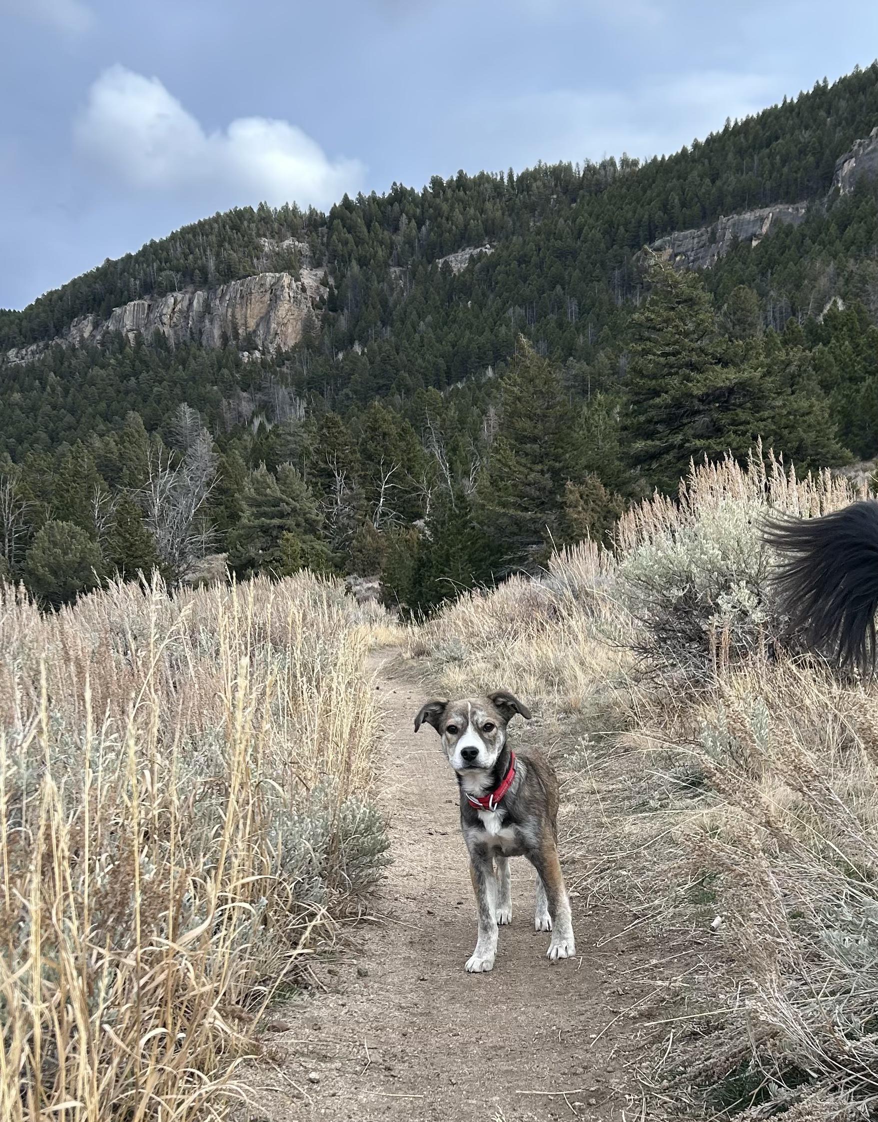 Enlarge Travis, a Adoptable mixed breed in Riverton, WY image 4/6