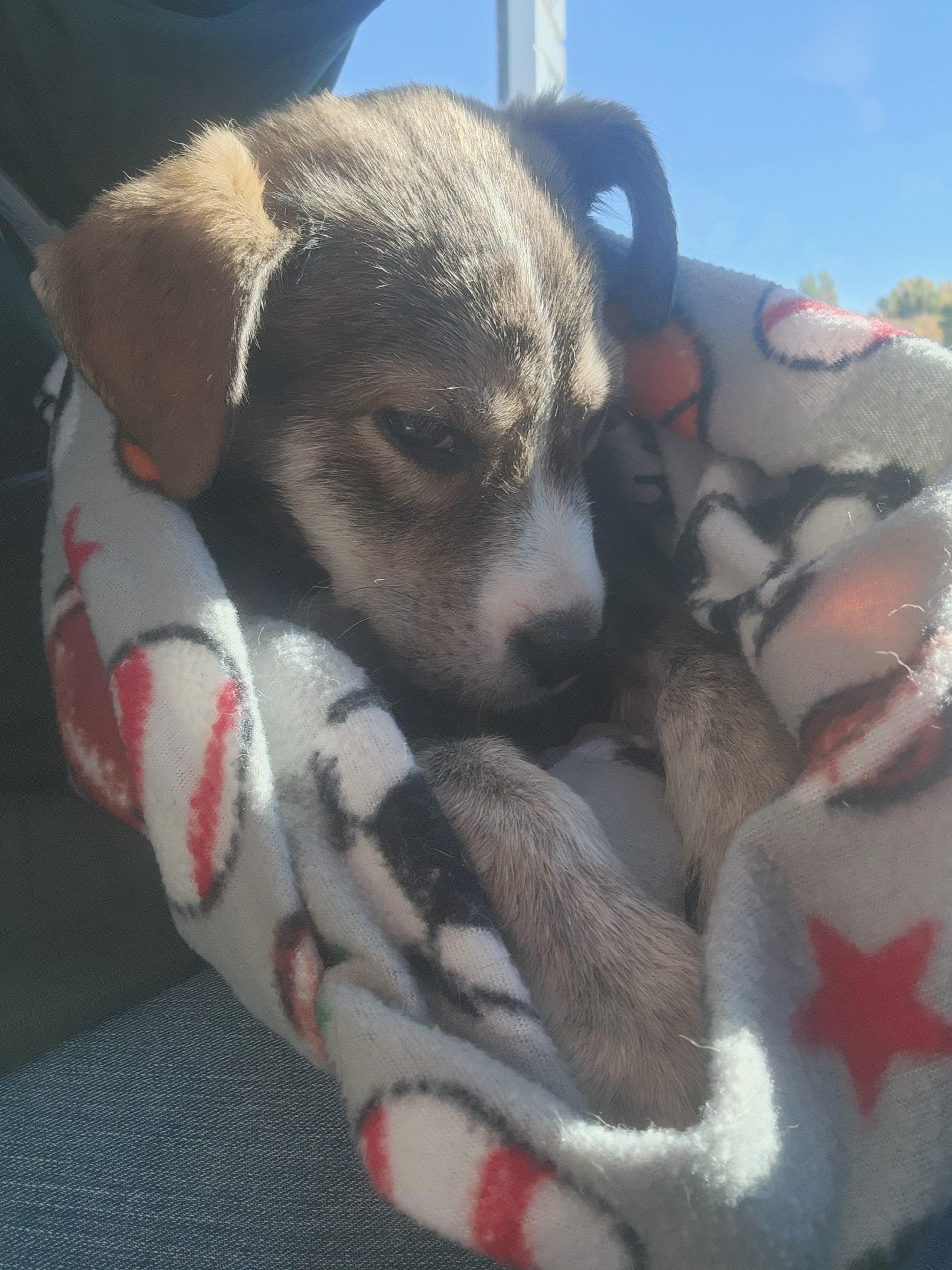 Travis (aka Tazy Bear)