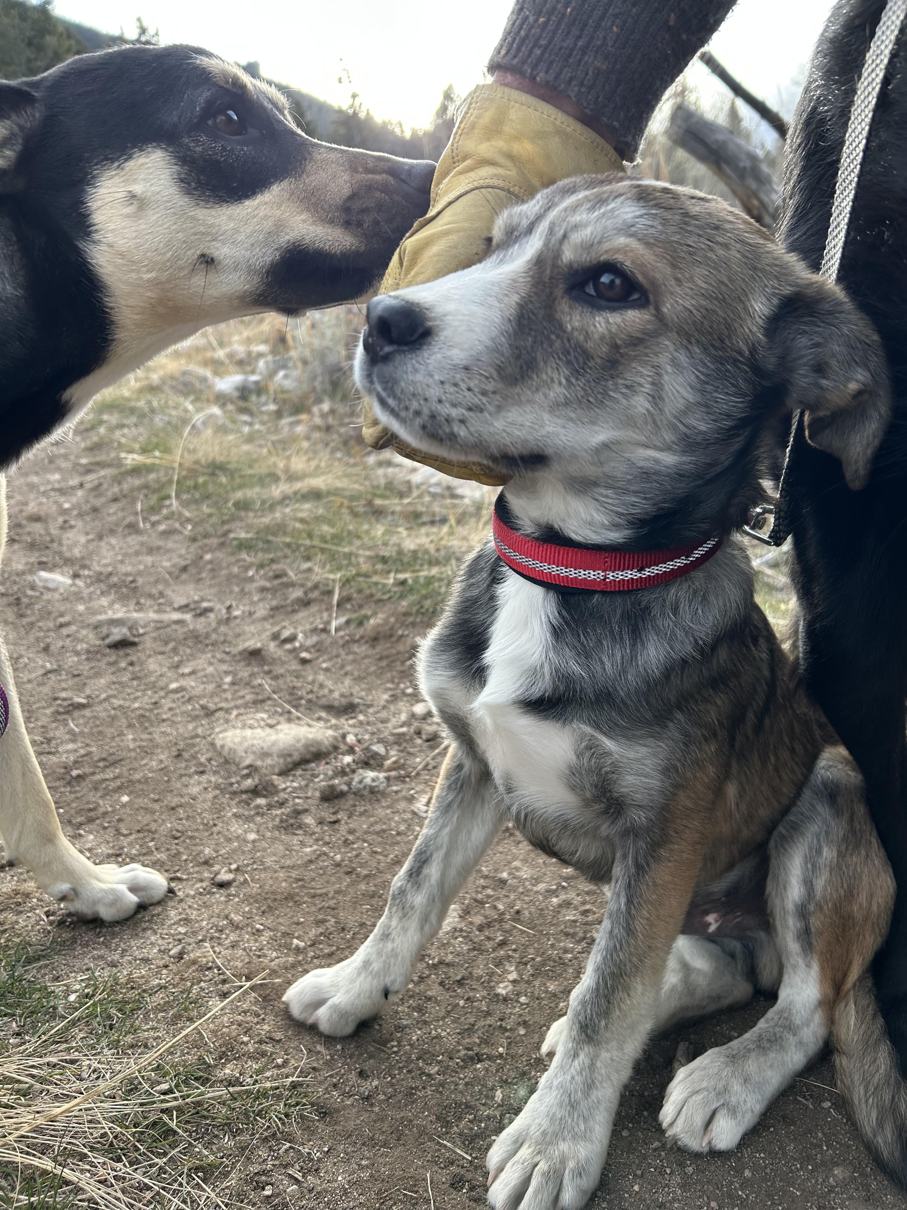 Travis (aka Tazy Bear), a Adoptable mixed breed in Riverton, WY image 4/6