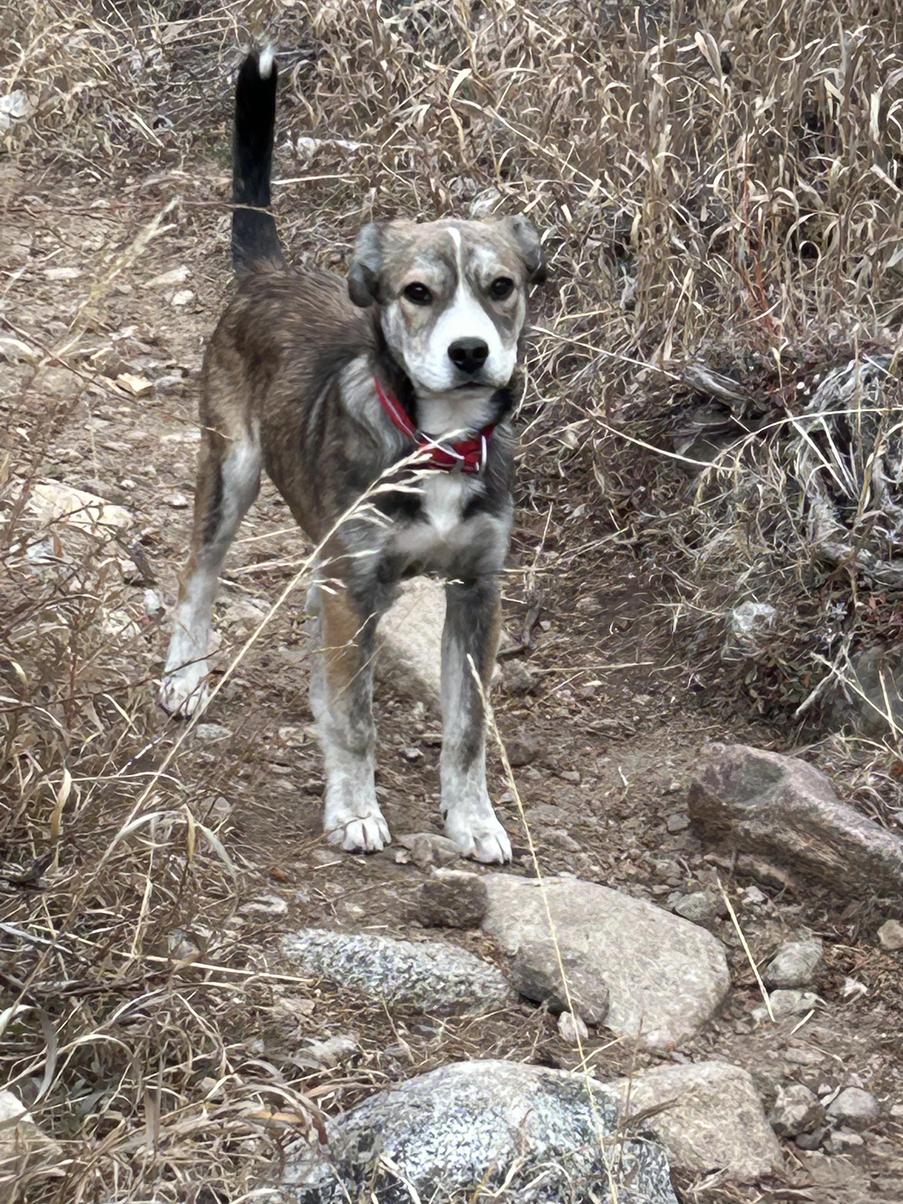 Travis (aka Tazy Bear), a Adoptable mixed breed in Riverton, WY image 1/6