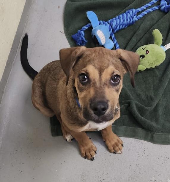 Enlarge Boo, a ADOPTABLE mixed breed in Mendham, NJ image 2/2