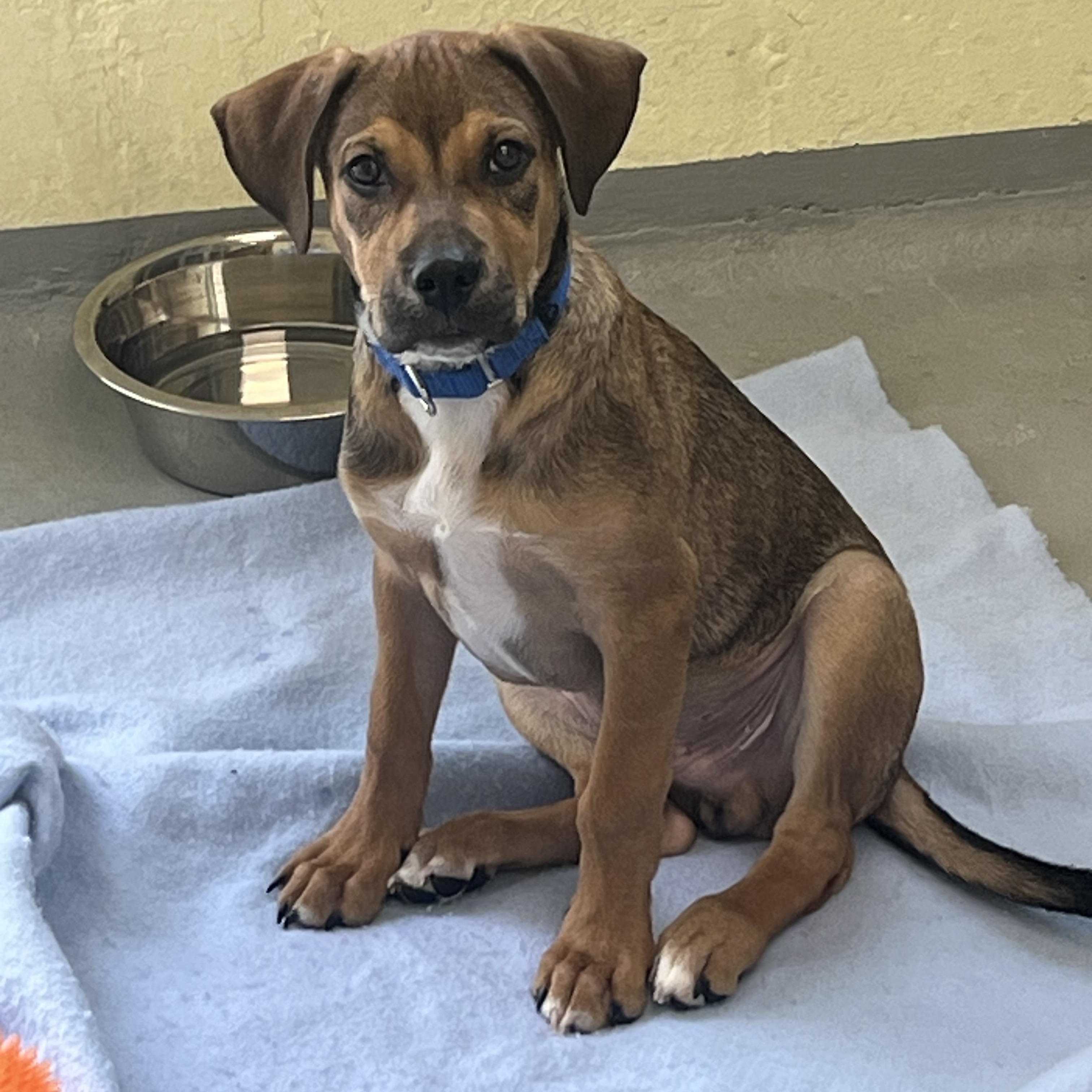 Boo, ADOPTABLE, Puppy Male Terrier.