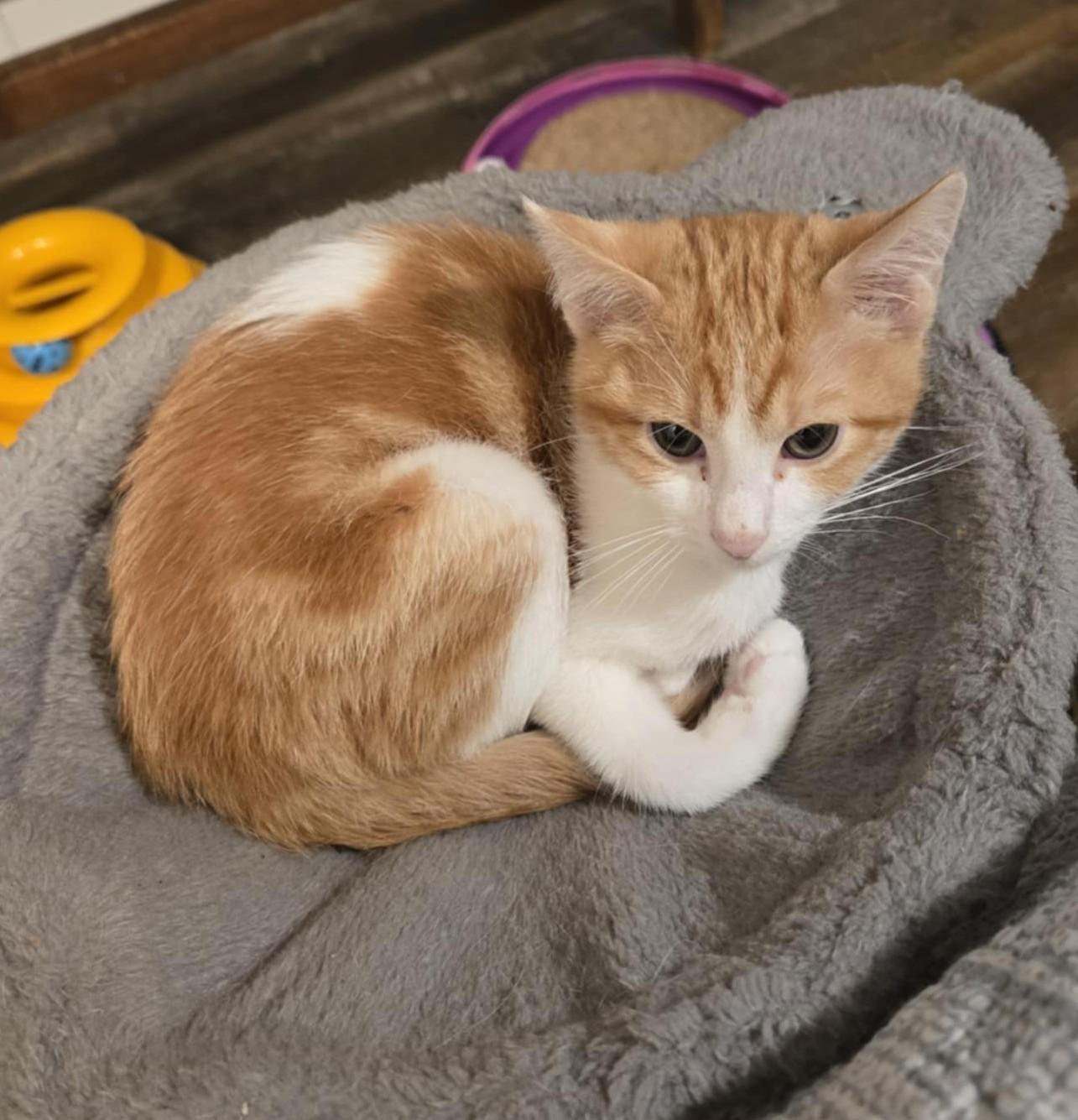 Tuesday, Baby Male Domestic Short Hair