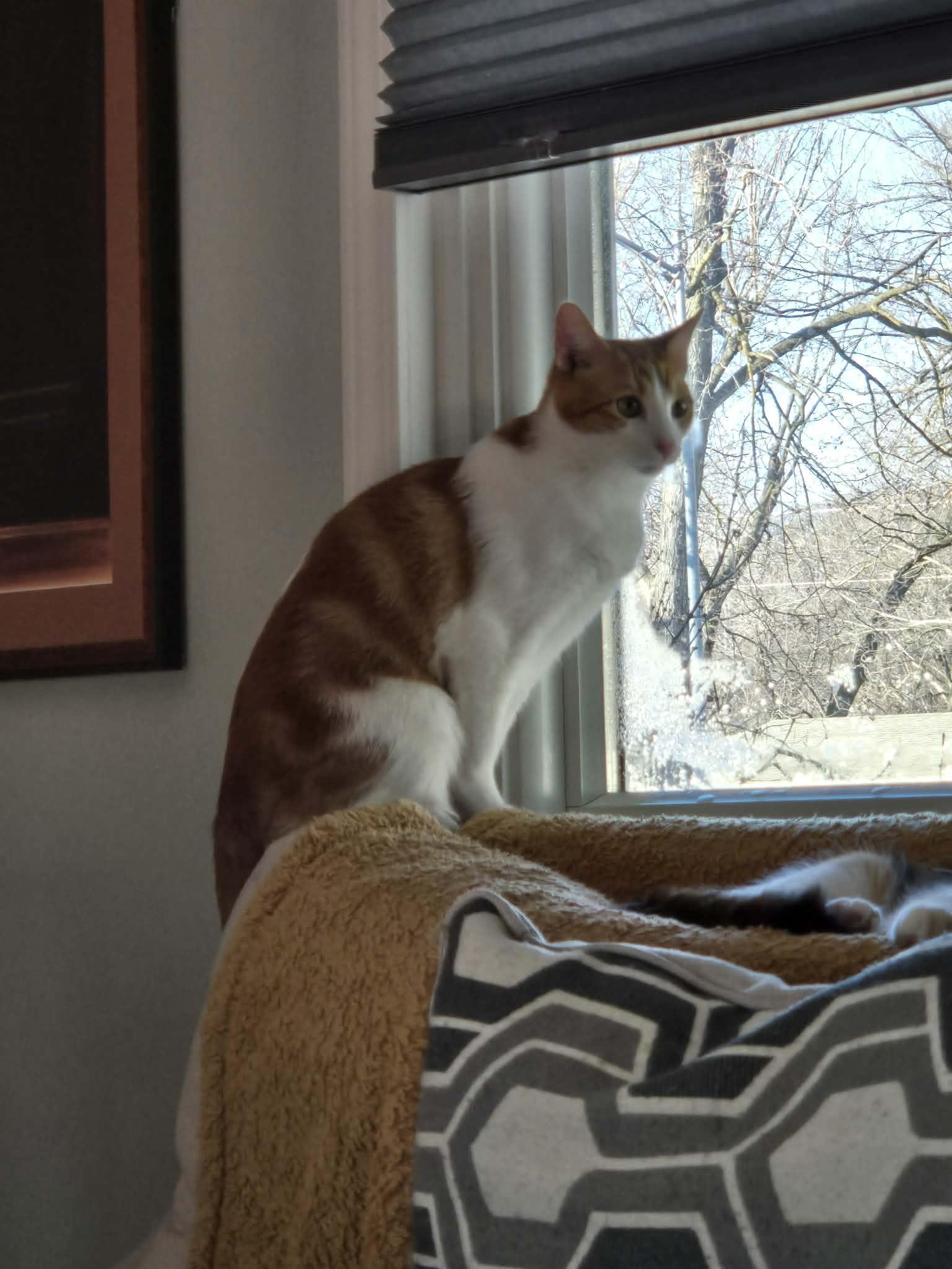 Tuesday, Adoptable, Young Male Domestic Short Hair.