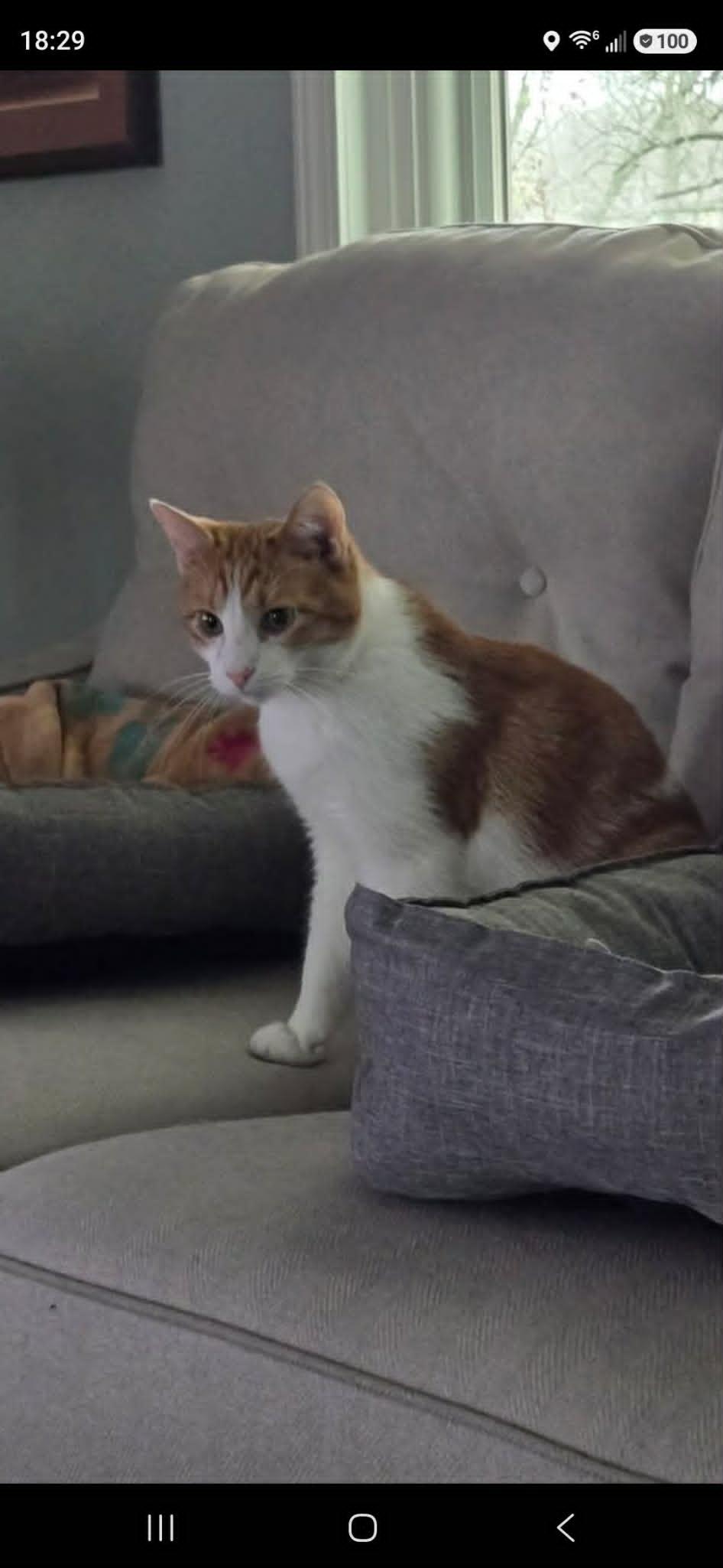 Enlarge Tuesday, a Adoptable Domestic Short Hair in Overland Park, KS image 3/3