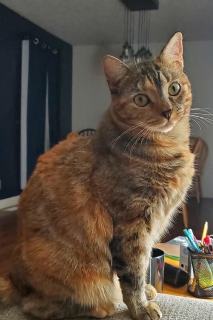 Remi (Courtesy Post), adopted, Adult Female Domestic Short Hair.