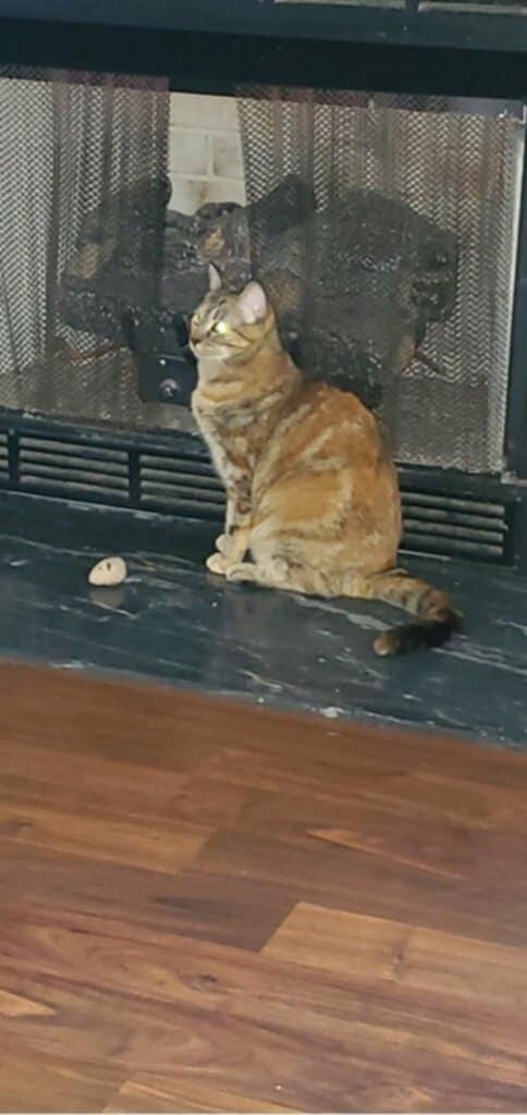 Enlarge Remi (Courtesy Post), an adopted Domestic Short Hair in Talbott, TN image 5/6