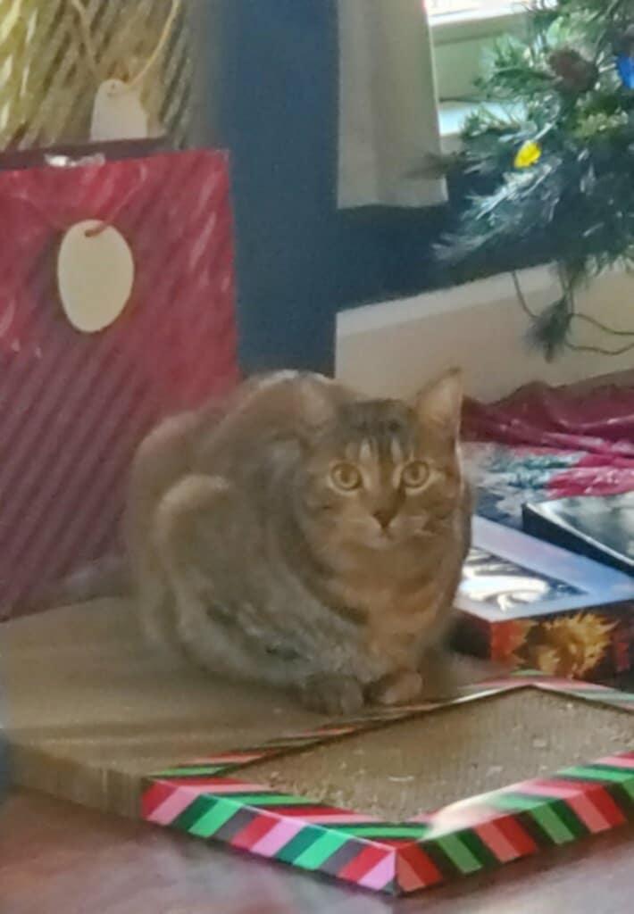 Enlarge Remi (Courtesy Post), an adopted Domestic Short Hair in Talbott, TN image 3/6