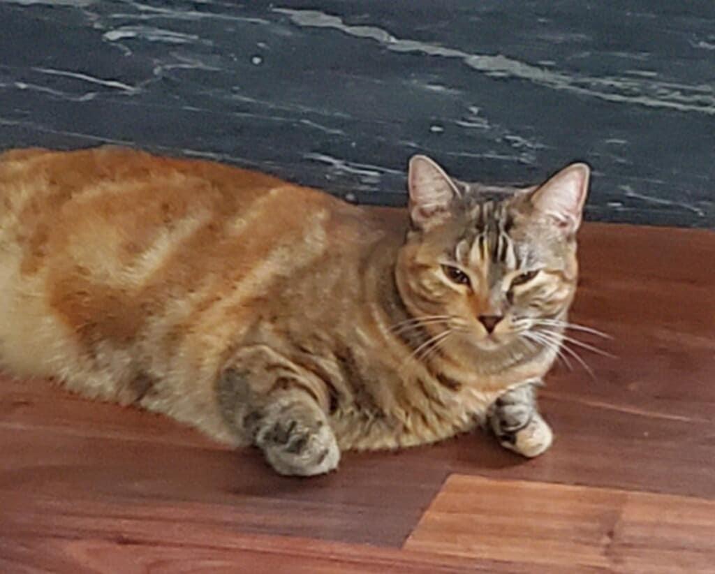 Enlarge Remi (Courtesy Post), an adopted Domestic Short Hair in Talbott, TN image 2/6