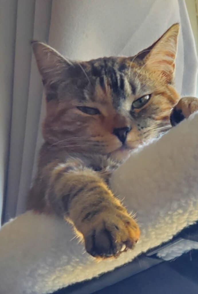 Enlarge Remi (Courtesy Post), an adopted Domestic Short Hair in Talbott, TN image 6/6