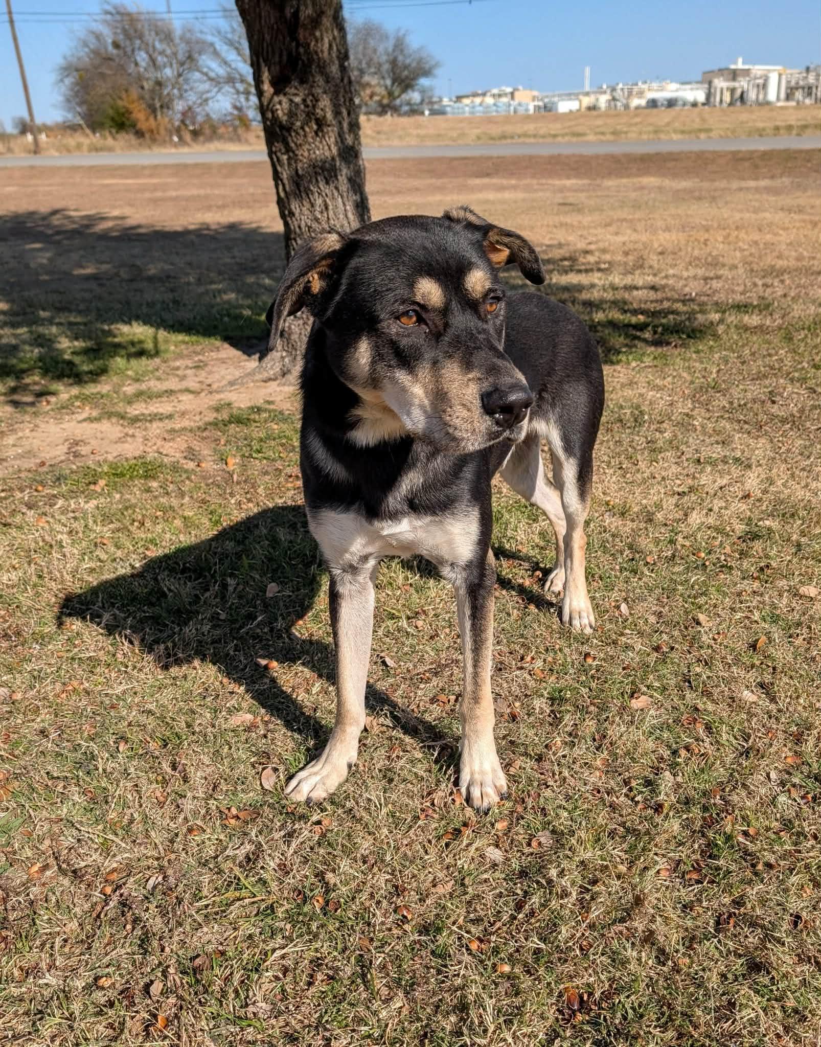 Tweedle Dee , ADOPTABLE, Adult Male Shepherd & Labrador Retriever.