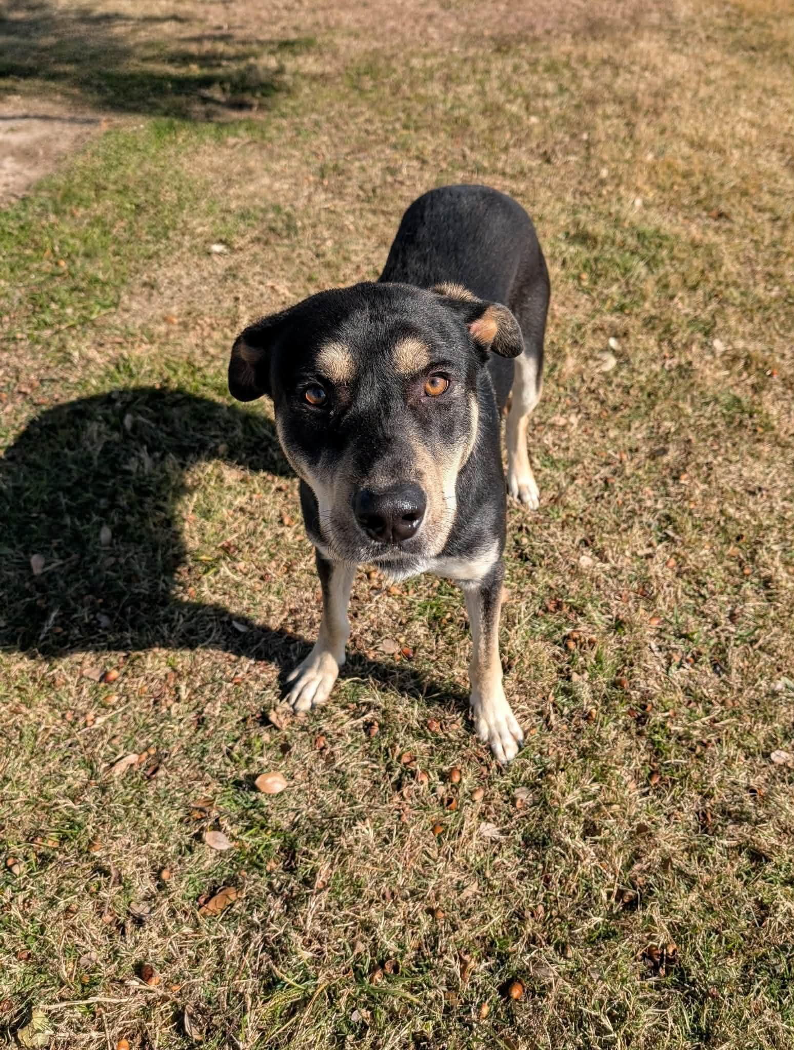Tweedle Dee , a ADOPTABLE mixed breed in Cleburne, TX image 2/3