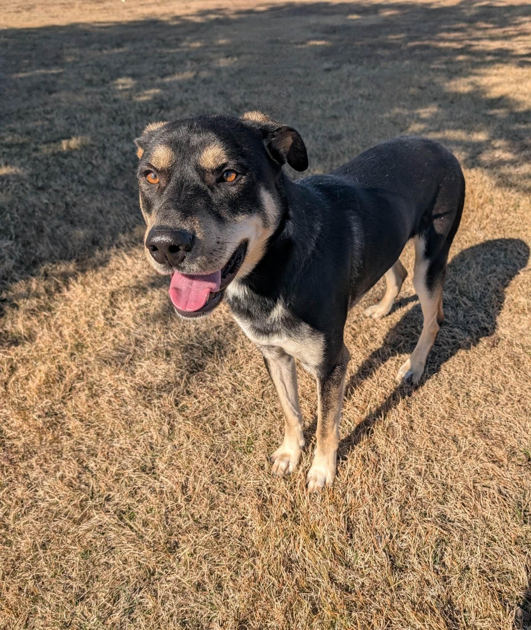 Tweedle Dee , a ADOPTABLE mixed breed in Cleburne, TX image 3/3