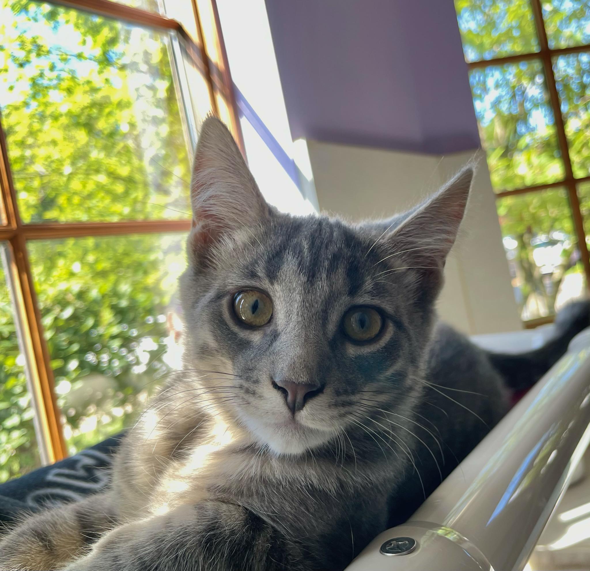 Enlarge Ralphie, an adopted Domestic Short Hair in Ann Arbor, MI image 1/2