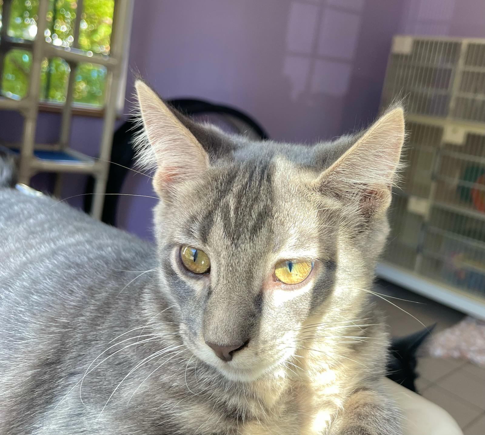 Enlarge Ralphie, an adopted Domestic Short Hair in Ann Arbor, MI image 2/2