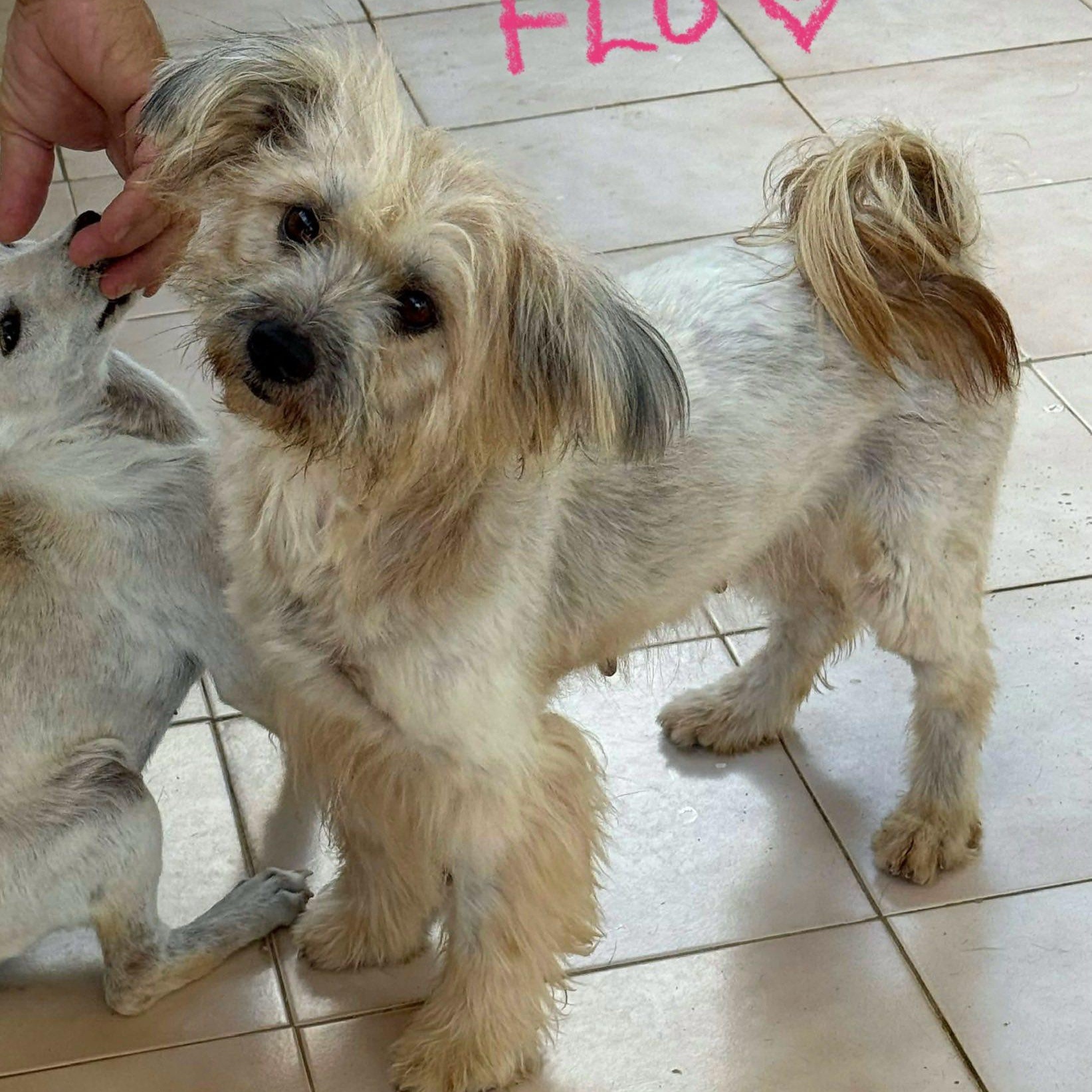 Enlarge Vera!, a ADOPTABLE mixed breed in Nanuet, NY image 5/6