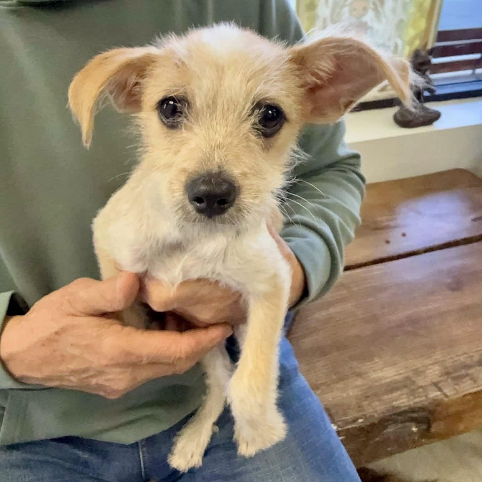 Enlarge Vera!, a ADOPTABLE mixed breed in Nanuet, NY image 6/6