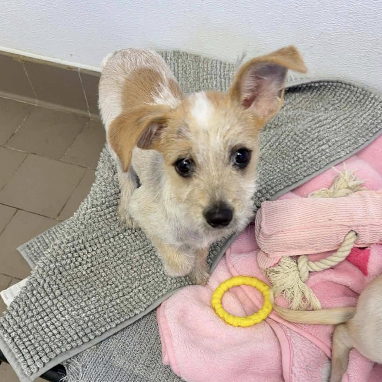 Enlarge Vera!, a ADOPTABLE mixed breed in Nanuet, NY image 3/6