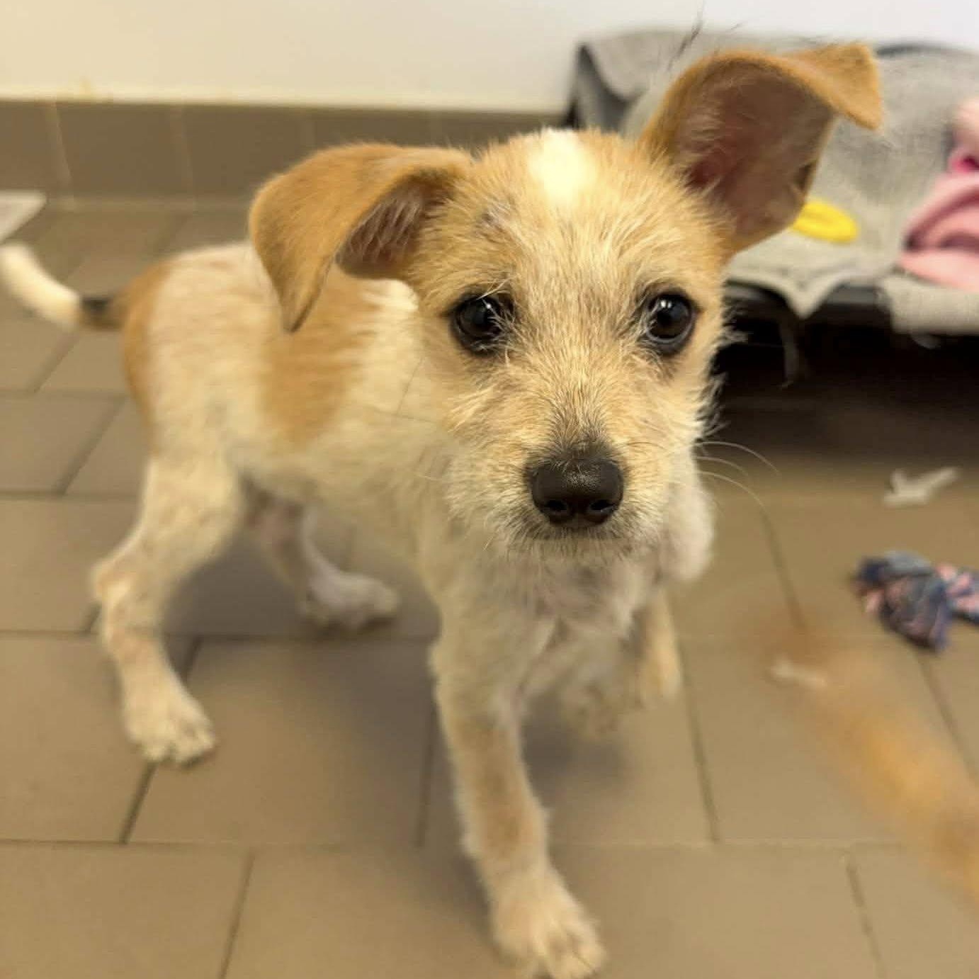 Vera!, ADOPTABLE, Puppy Female Terrier & Shih Tzu.