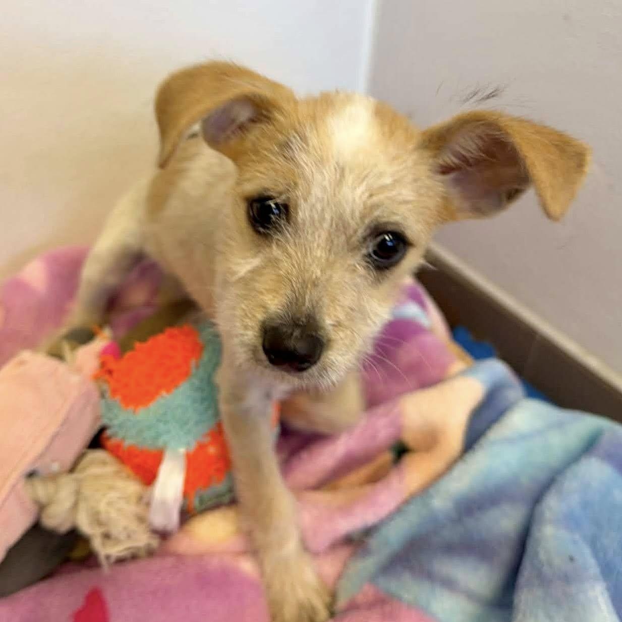 Enlarge Vera!, a ADOPTABLE mixed breed in Nanuet, NY image 2/6