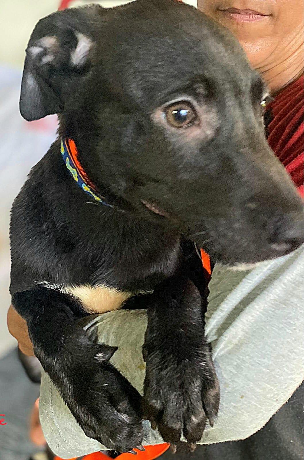 Diamonte "your Total Little thumbnail 3