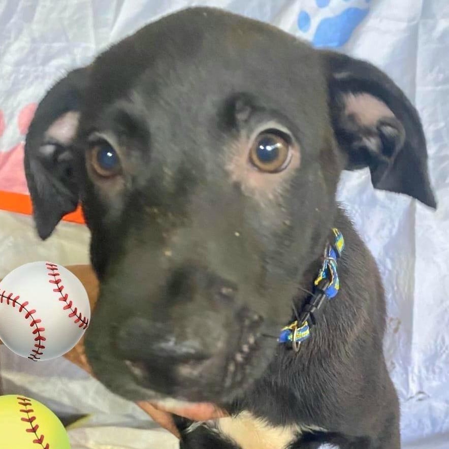 Diamonte "your Total Little