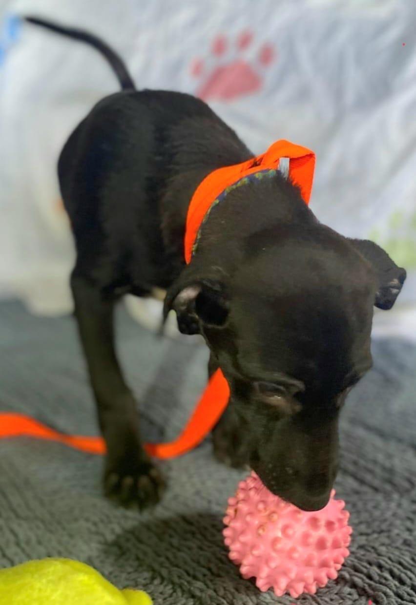 Diamonte "your Total Little thumbnail 5