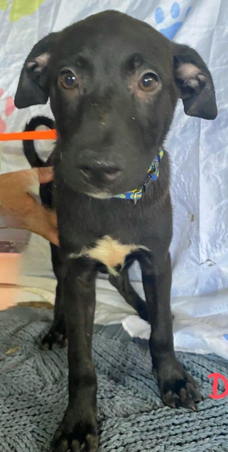 Diamonte "your Total Little thumbnail 6