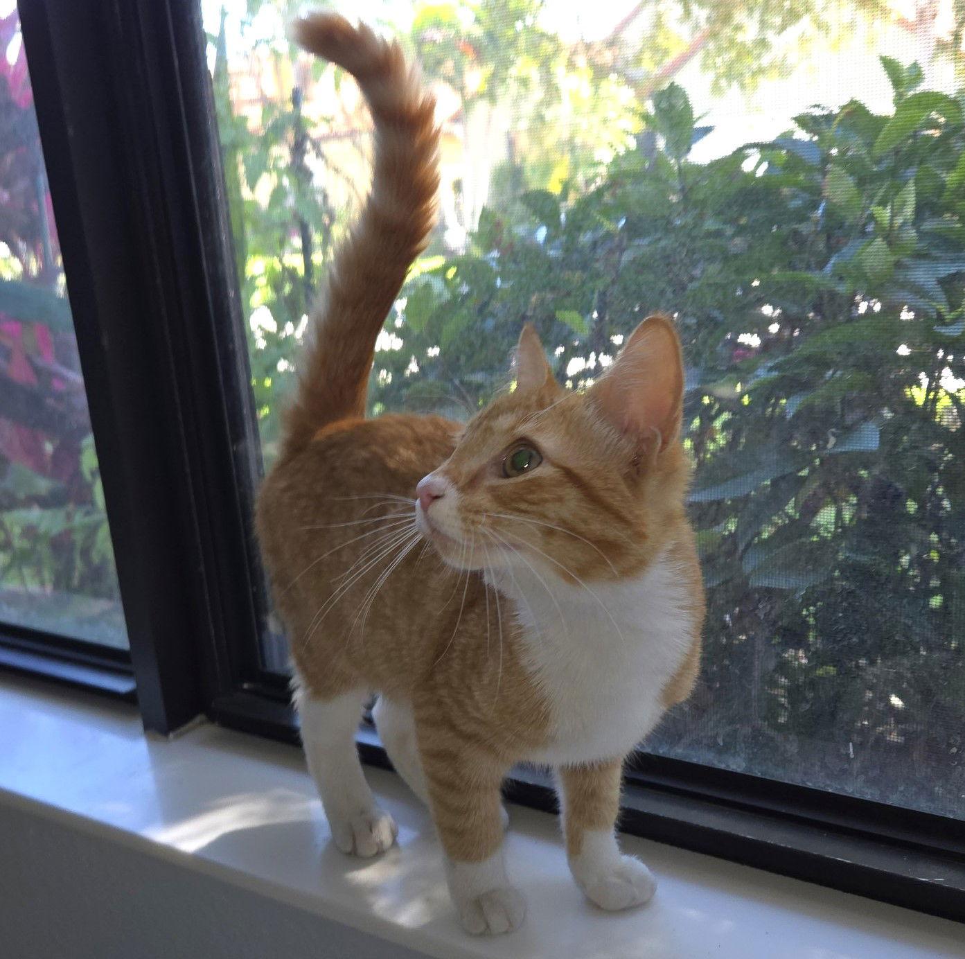 Marcella, Adoptable, Young Female Tabby.