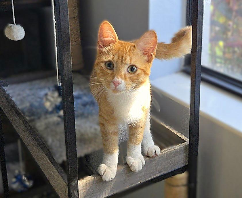 Marcella, a Adoptable Tabby in Fort Myers, FL image 2/2