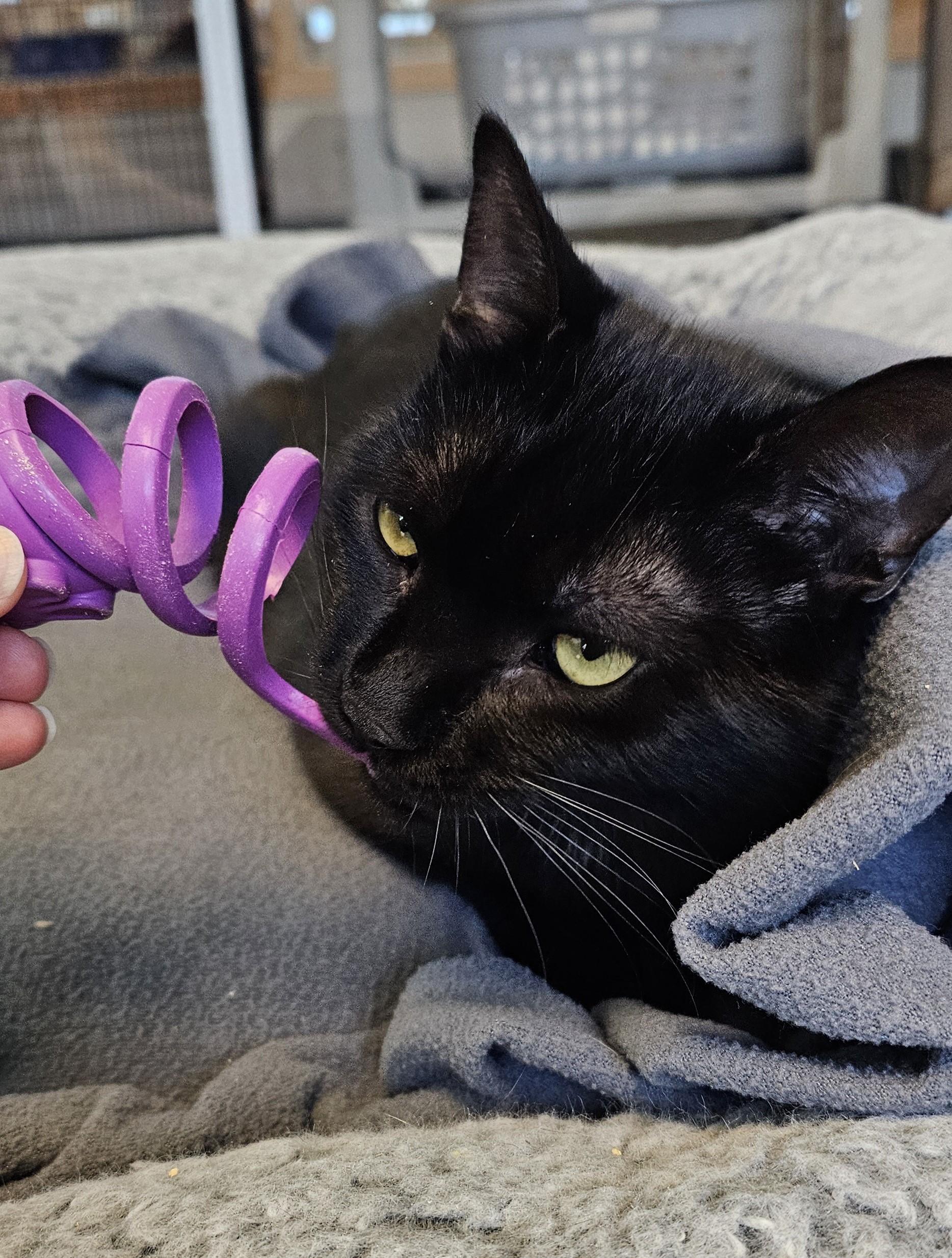 Enlarge Garth, a Adoptable Domestic Short Hair in Cedar Rapids, IA image 1/5