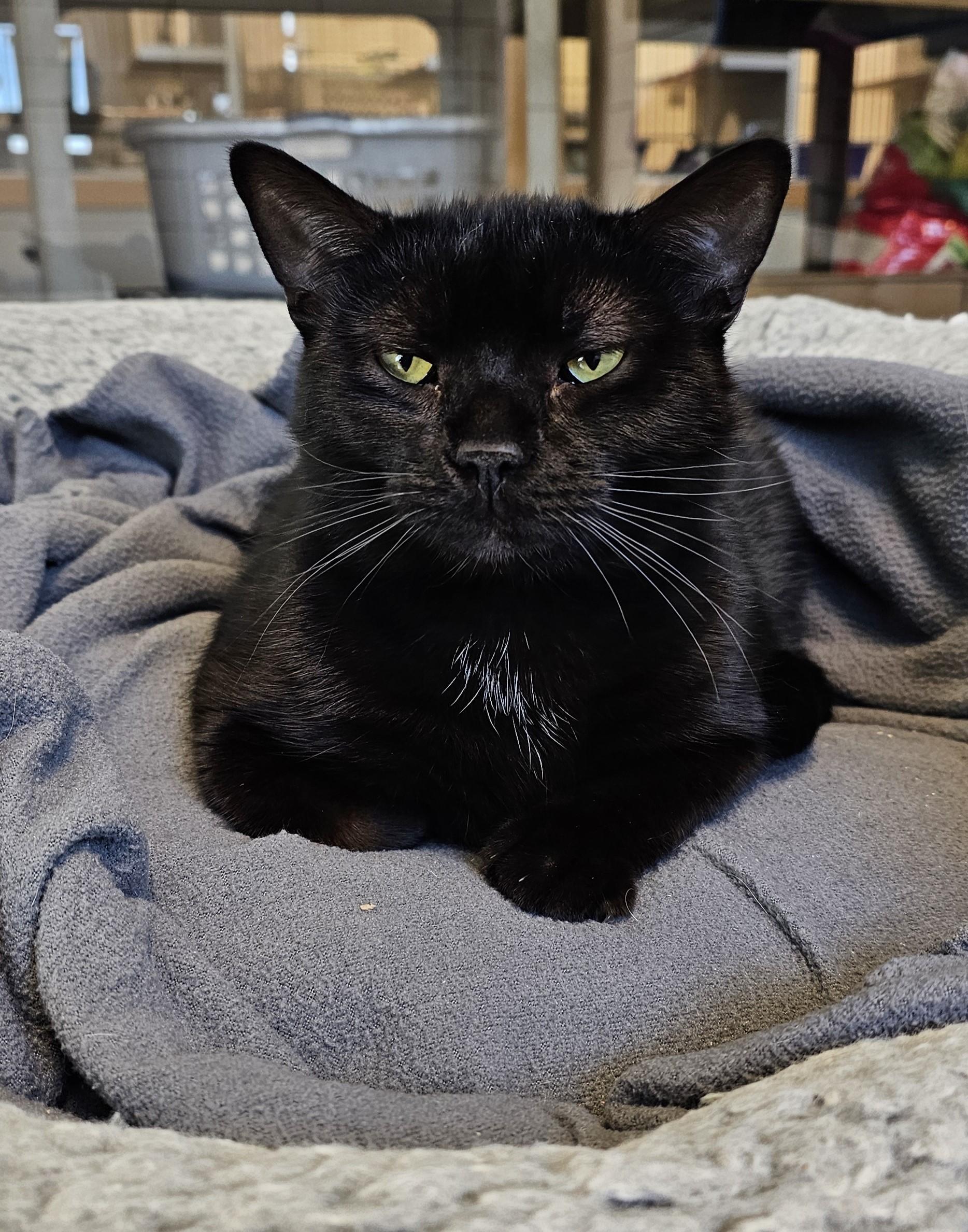 Enlarge Garth, a Adoptable Domestic Short Hair in Cedar Rapids, IA image 2/5