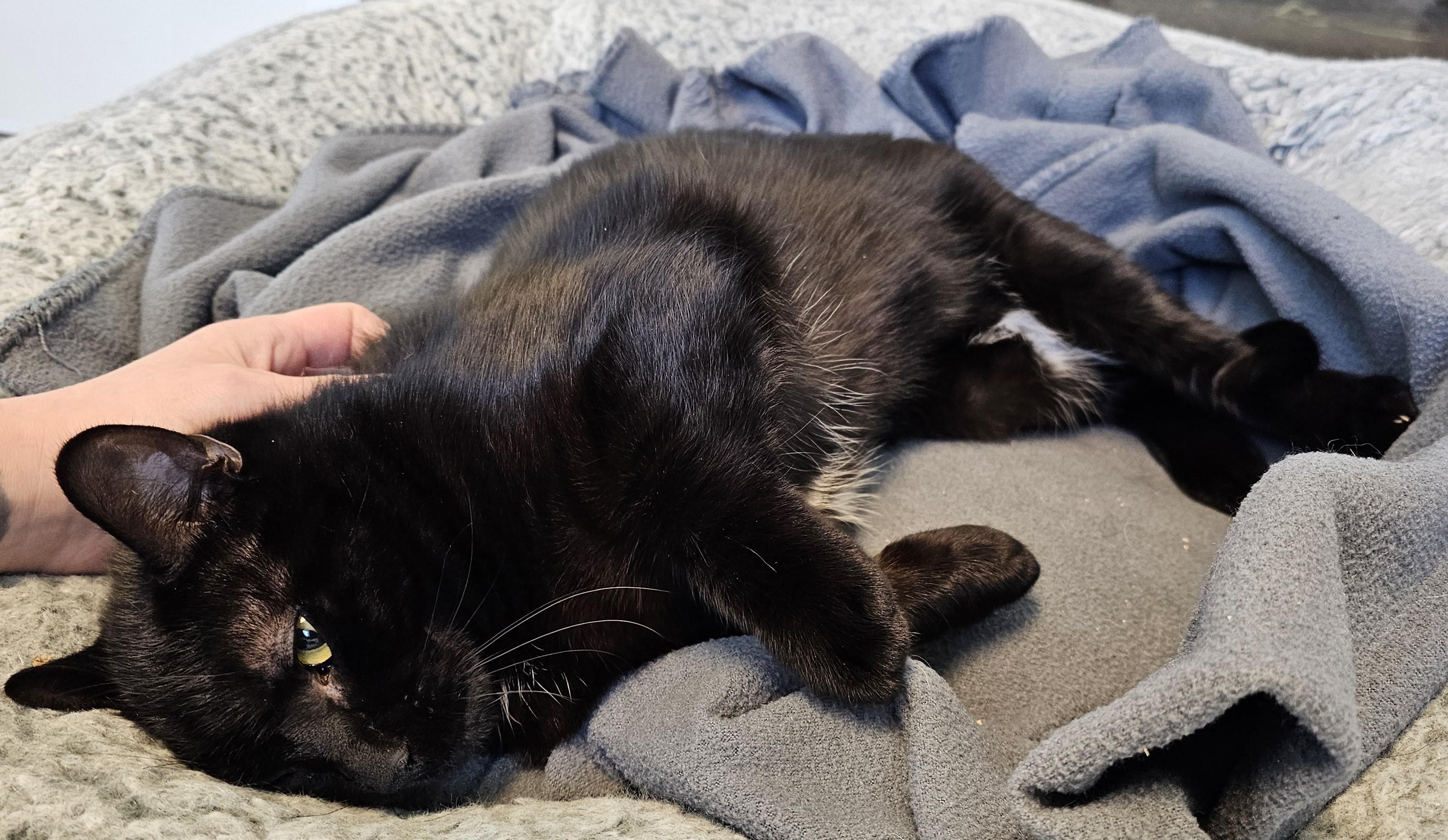 Enlarge Garth, a Adoptable Domestic Short Hair in Cedar Rapids, IA image 3/5